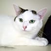 Thumbnail photo of Zelda (bonded with Piper) #3