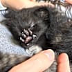 Thumbnail photo of Morticia #1