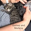 Thumbnail photo of Morticia #2