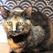 Thumbnail photo of Sesame #1