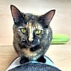 Thumbnail photo of Sesame #2