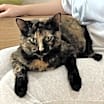 Thumbnail photo of Sesame #3