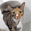 Thumbnail photo of Sassy #1