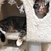 Thumbnail photo of Sassy #2