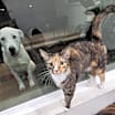 Thumbnail photo of Sassy #3