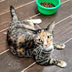 Thumbnail photo of Sassy #4