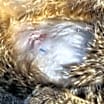 Thumbnail photo of Tabitha #2