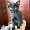 Thumbnail photo of Ava #1