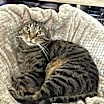Thumbnail photo of Sabastian #1