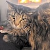 Thumbnail photo of Quincy #1