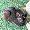 Thumbnail photo of Hudson #1