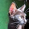 Thumbnail photo of Hudson #2
