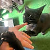 Thumbnail photo of Hudson #4