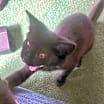 Thumbnail photo of Riley #1