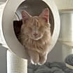 Thumbnail photo of Odin #1