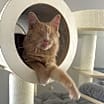 Thumbnail photo of Odin #2