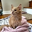 Thumbnail photo of Odin #4