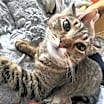Thumbnail photo of Koko #1