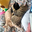 Thumbnail photo of Koko #2