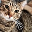 Thumbnail photo of Koko #3