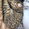 Thumbnail photo of Koko #4
