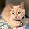 Thumbnail photo of Missy #1