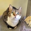 Thumbnail photo of Artemis #1