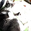 Thumbnail photo of Izzy #1