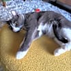 Thumbnail photo of Izzy #2