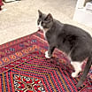 Thumbnail photo of Izzy #3
