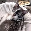 Thumbnail photo of Domino #3