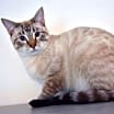 Thumbnail photo of Goose #1
