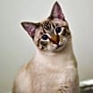 Thumbnail photo of Goose #2