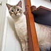 Thumbnail photo of Goose #3