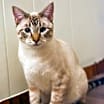 Thumbnail photo of Goose #4