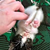 Thumbnail photo of Poppy #1