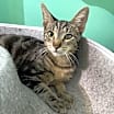 Thumbnail photo of Biscotti #4