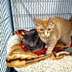 Thumbnail photo of Oscar @ The Cat's Brew #4