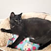 Thumbnail photo of Elsie/LC @ The Cat's Brew #4