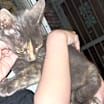 Thumbnail photo of Ruthie DHH #4