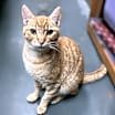 Thumbnail photo of Cassidy #1