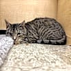 Thumbnail photo of Lucky #1