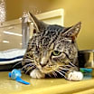 Thumbnail photo of Lucky #2