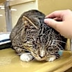 Thumbnail photo of Lucky #3