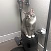 Thumbnail photo of Cinos #3