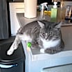 Thumbnail photo of Cinos #4