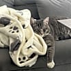 Thumbnail photo of Cinos #2