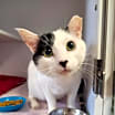 Thumbnail photo of Cowbell #1