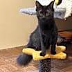 Thumbnail photo of Whisper #1