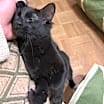 Thumbnail photo of Whisper #2